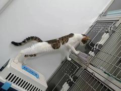 -瑞派·关忠动物医院·猫专科·犬专科(三环新城店)