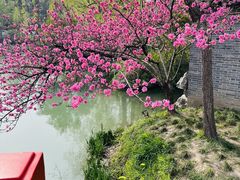 -盆景园(扬州大运河文化旅游度假区)
