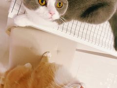 -猫大福·Fortune Cat猫舍(百子湾店)