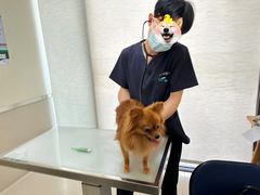 -爱妮康宠物医院·干细胞免疫细胞·肿瘤·心脏(张江店)