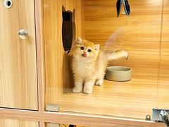 -猫十亿·布偶金渐层·曼基康矮脚猫舍(青年路店)