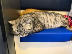 -平行世界·猫咖(首经贸店)