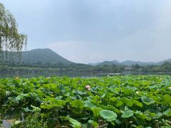 -西湖外事游船(花港观鱼码头)