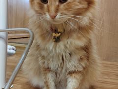 -MOCHA明星猫咖(田子坊店)