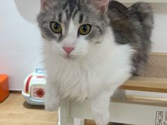 -1013 PET SHOP精品宠物商店(丁香店)