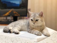 -宠爱国际动物医院·消化内科·心肾内科·ISFM猫友好(望京店)