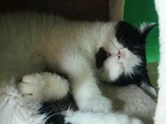 -喵店&猫咖
