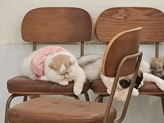 -共舞时光猫咖·狗咖(新街口店)