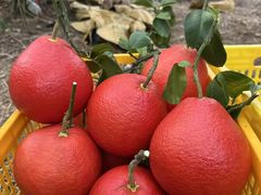 -始于2011柳周农家菜沙田柚美食店(东大街店)