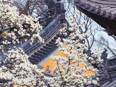-灵谷景区