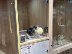 -爪爪喵星球·猫舍(卓悦中心店)