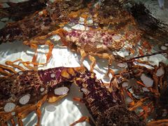 -万龙洲海鲜(大兴绿地缤纷城店)