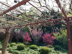 -嘉定紫藤园