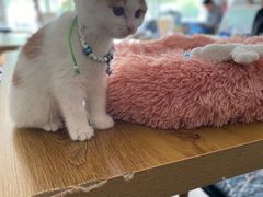 -平行世界·猫咖(首经贸店)