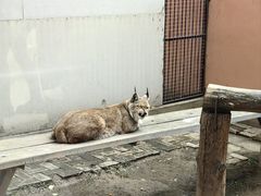-青藏高原野生动物园