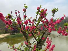 -南国桃园旅游度假区