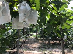 -马陆小张葡萄园农家乐