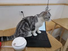 -李小姐の猫咖啡馆(五角场店)