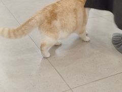 -安格丽娜·狗咖·猫咖羊驼咖(春熙路百盛商场店)