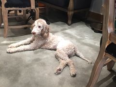 -more than meow吴止猫主题餐厅(承德 中船汇店)