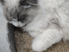 -极木²邸 人与宠物·互动社区
