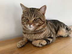 -Catmate·猫肥家润(金润铂宫店)