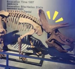 -恐龙探索乐园(磁器口店)