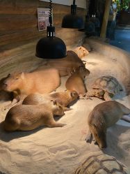 -Zoolung Zoolung动物主题公园(海信广场店)