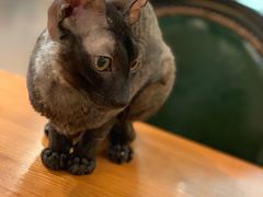 -猫小院猫主题餐厅(三里屯店)