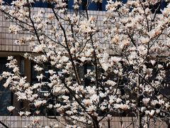 -桃花堤公园