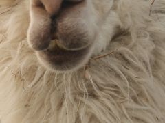 -Honey Bacca 哈尼芭卡高端萌宠(朝阳大悦城店)