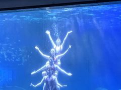 -海合安成都极地海洋公园