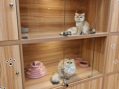 -猫十亿·布偶金渐层·曼基康矮脚猫舍(青年路店)