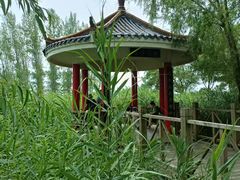 -微山湖红荷湿地景区