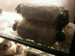 -咕嘟草帽鱼·牛奶一样的鲜鱼汤(包河万达广场创始店)