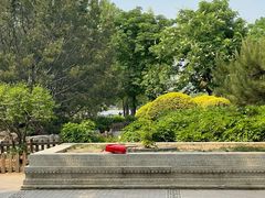 -莲花池公园