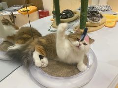 -COLOR PETS 撸猫馆·购猫·猫咖(长风大悦城店)