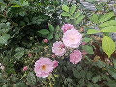 -上膳源有机农场