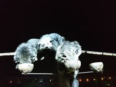 -清迈夜间动物园