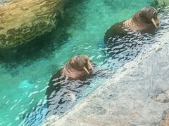 -珠海长隆海洋王国
