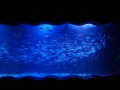 -太平洋海底世界