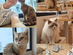 -有喵·猫咖·狗咖·30几只猫10只小狗(岗厦店)