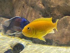 -上海海洋水族馆