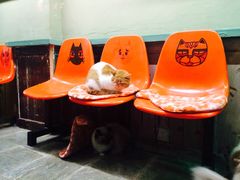 -猫咪博物馆(顶澳仔猫街店)