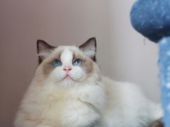 -Bastet sally猫舍购宠(静安店)