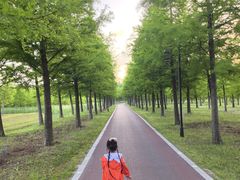 -黄海国家森林公园