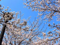 -高东镇樱花园