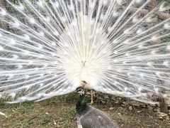 -昆明动物园