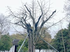 -上海佘山国家森林公园天马山园