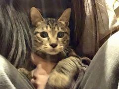 -凯特喵百思猫专科医院